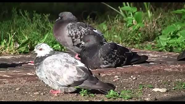 Free porn videos for legal age teenagers