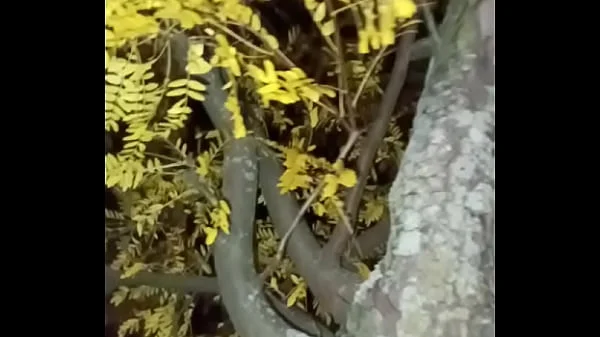 I’m a jolly good fellow while smiling with yellow trees and anal ending