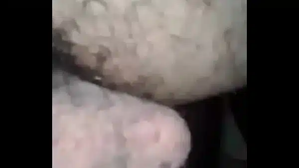 Egyptian Cock and Balls, Zeb nar